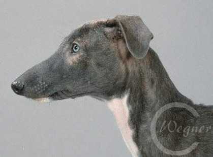 Gleich habe ich dich.