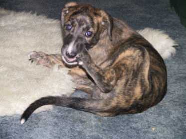 m�ssen Pfoten beim wachsen so jucken? Foto H.Demacker