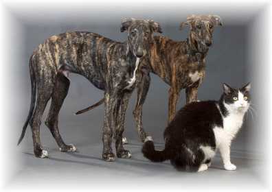 del Ni�os Vencedores Coraz�n (links) & Compa�ero (rechts ) mit Freund