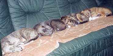 Sind wir nicht artig