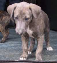 Trau ich mich - oder trau ich mich nicht?  Foto: H.Demacker