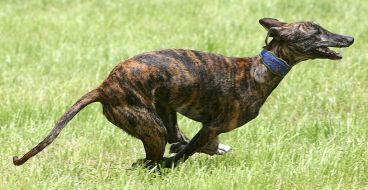 del Ni�os Vencedores Compa�ero