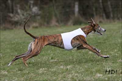 Chispa Priesa - � Helmut Dietz www.windhund-zeitung.de