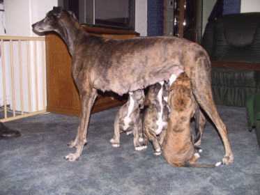 Bei Mama schmeckts doch am besten. Foto: H.Demacker