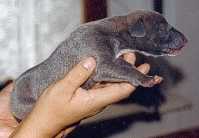 Brio Bandolero 2 Tage