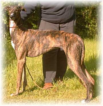 Corona del Ni�os Vencedores 16 Monate