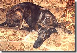 Huelva de Valle Estrella im Alter von 18 Monaten, Mutter vom A-Wurf