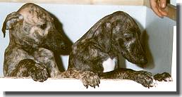 Del Ni�os Vencedores, Alvaro und Amerigo im Alter von 4 Wochen