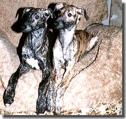 Del Ni�os Vencedores, Amerigo und Alvaro im Alter von 4 Monaten